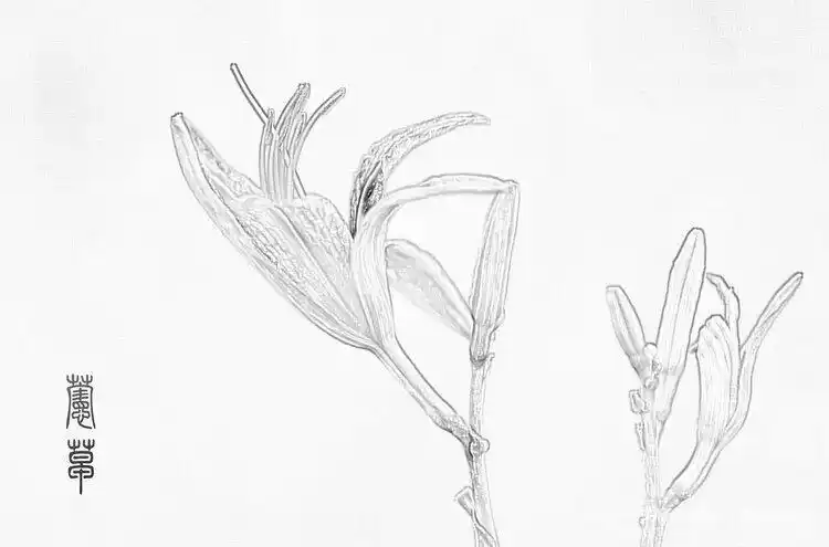 黄花菜是萱草属植物的一种,但除黄花菜外的萱草属植物多半不可食用.