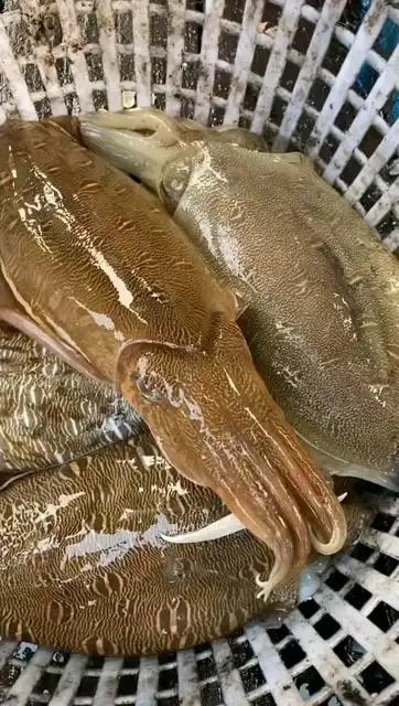 活大墨鱼肉特厚又脆又鲜|东山岛海鲜速递