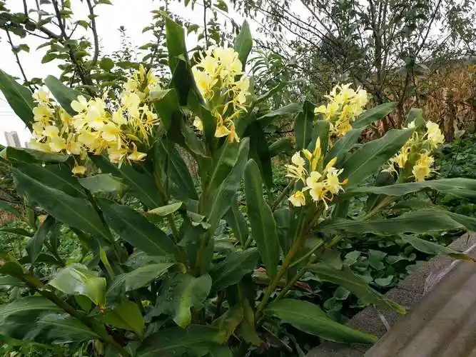 金沙七二田园坝边草果