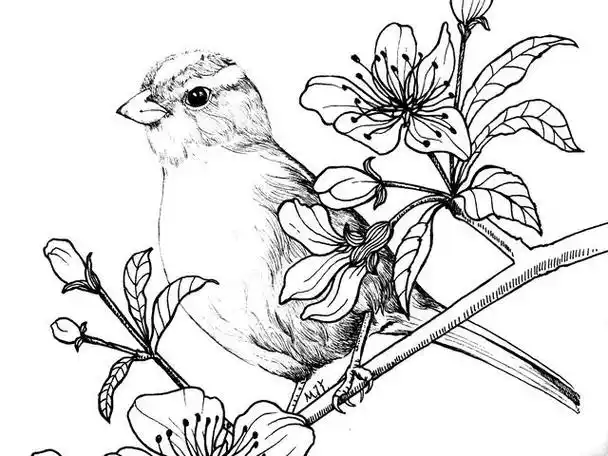 简笔画花鸟过程图云无心以出岫鸟倦飞而知还