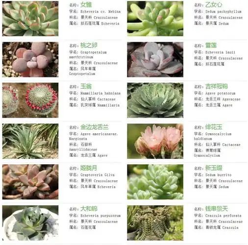 多肉植物图片与分类,名称