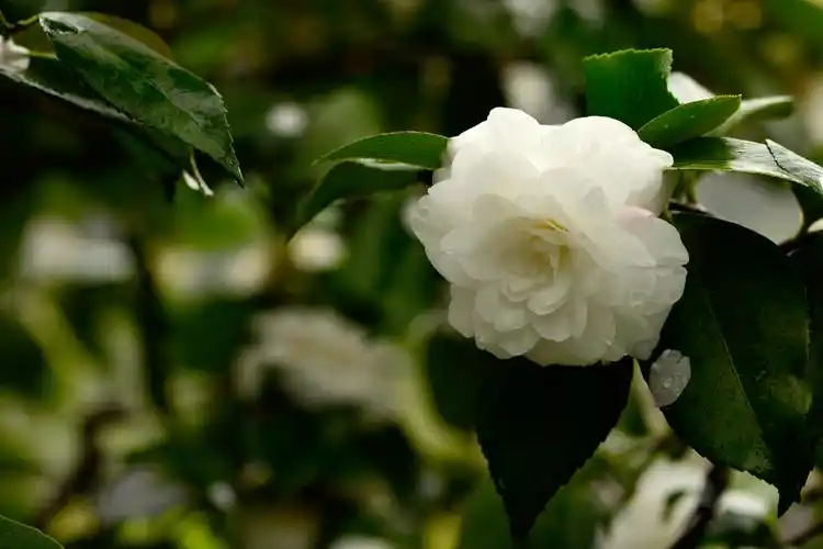 白茶花一组(雨拍)