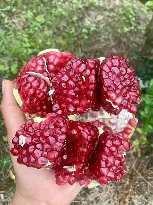 会理,突尼斯,大红袍软籽石榴