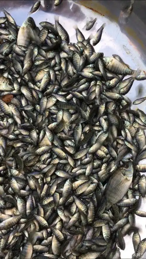 罗非鱼优质水产养殖品种