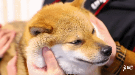 激萌!杭州首家柴犬咖啡馆,吸柴拍照两不误,分分钟撸出512g表情包!_网