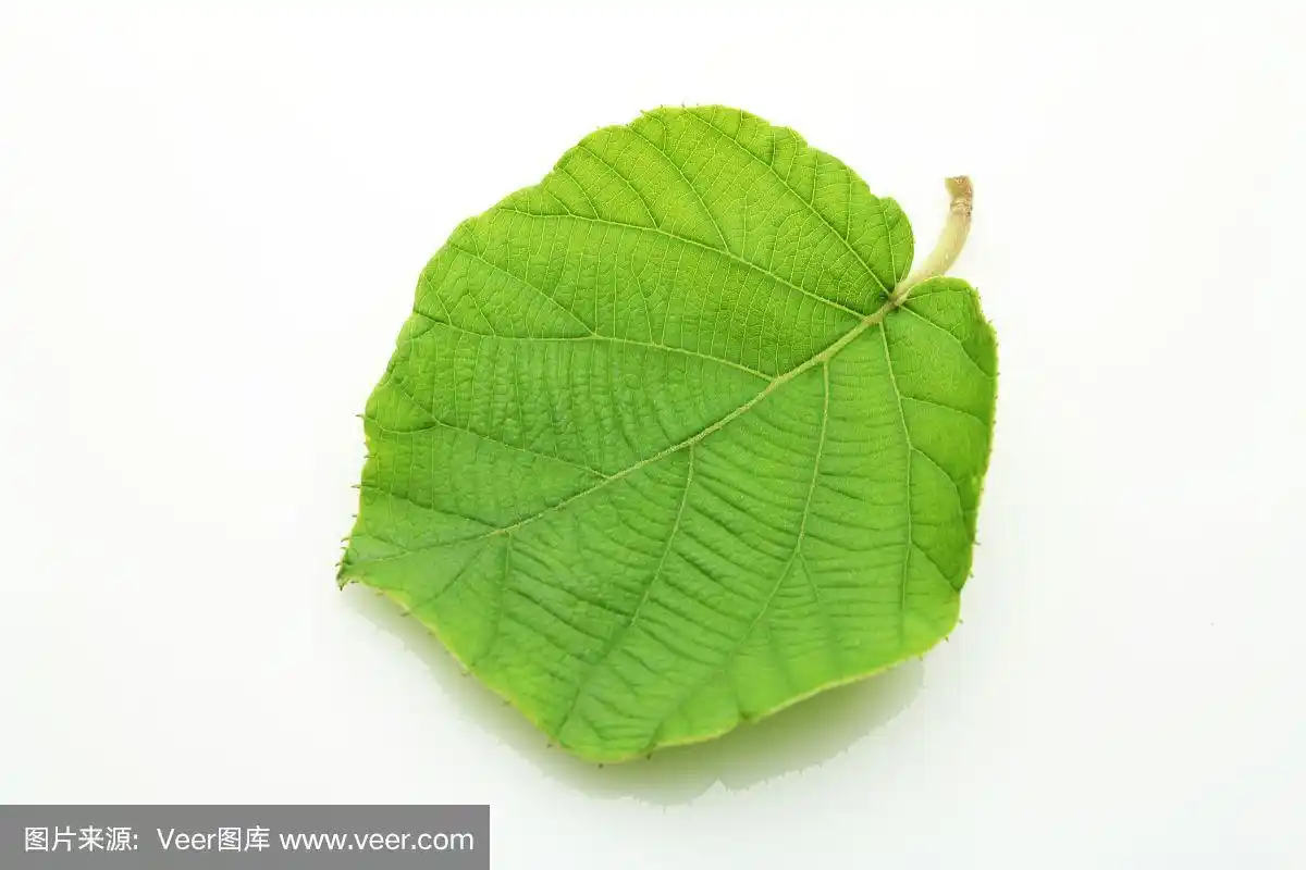 白色背景上的猕猴桃叶子