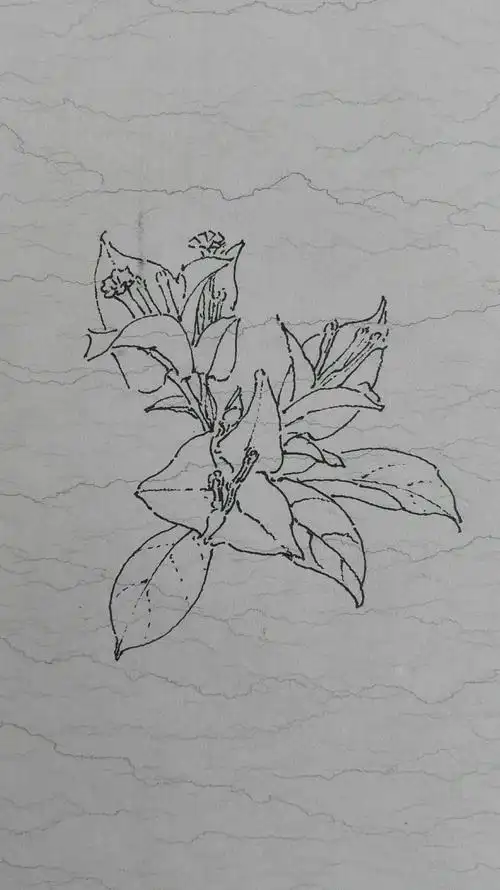 三角梅写生～王化记