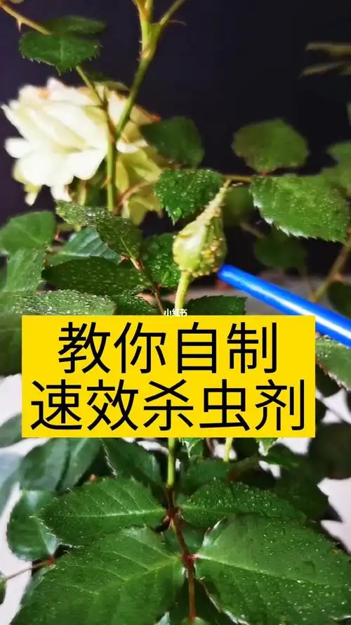 自制杀虫剂原来如此简单06