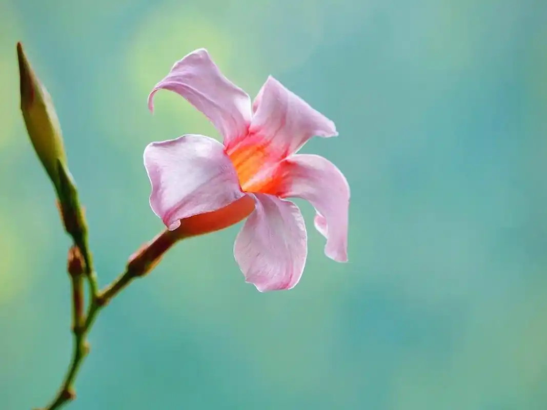 小清新养眼花卉唯美高清桌面壁纸