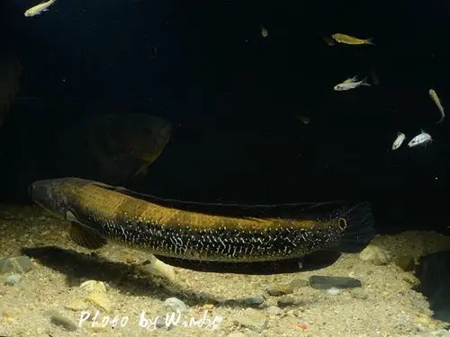 光头流氓之超级五点雷龙鱼