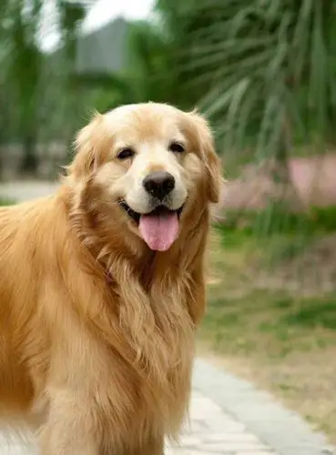 金毛巡回猎犬 - 堆糖,美图壁纸兴趣社区