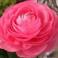 女性牡丹花微信头像【点击鼠标右键下载】