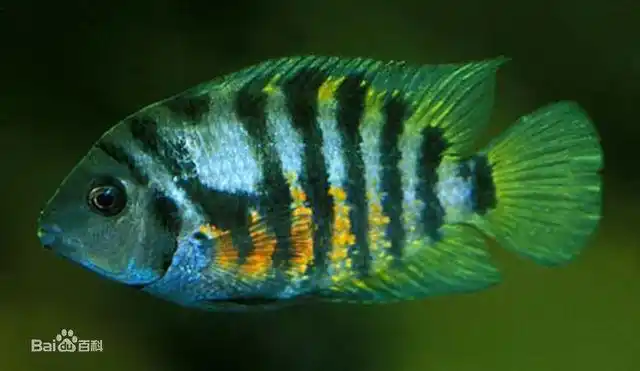 九间菠萝在美洲慈鲷中属小型慈鲷,却是属于很强悍的鱼,常常以小吃大.