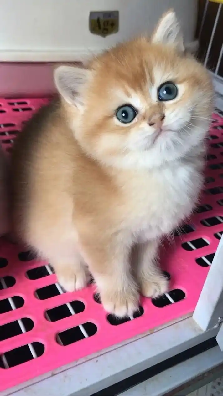 金渐层  布偶  便宜找家长.金渐层宝宝55天,布偶宝宝两个 - 抖音