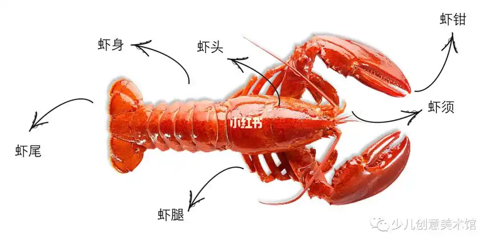 给小龙虾的身体加上细节,可以点一