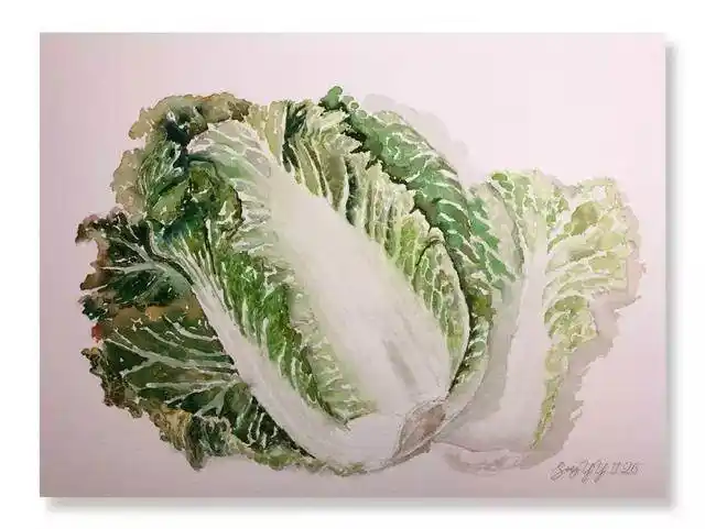 白菜水彩画白菜水彩画步骤