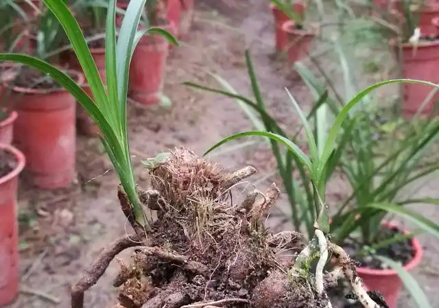 无根无叶的兰花老头捂出芽后什么时候上盆正常养护好呢