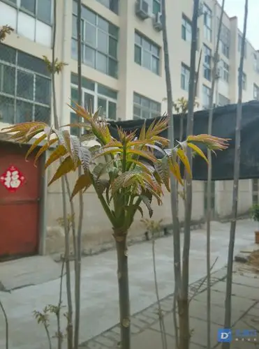 晒晒俺家的香椿芽再不吃就老了