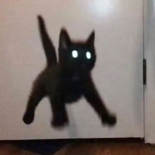 有没有一些高冷冷酷的猫咪动物头像