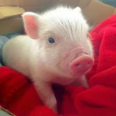 最近很火的猪猪头像