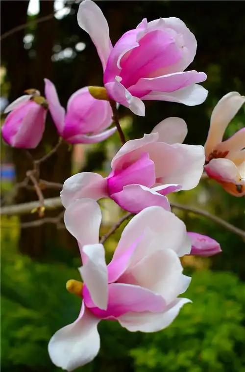 冬春交替,又见玉兰花开枝头俏