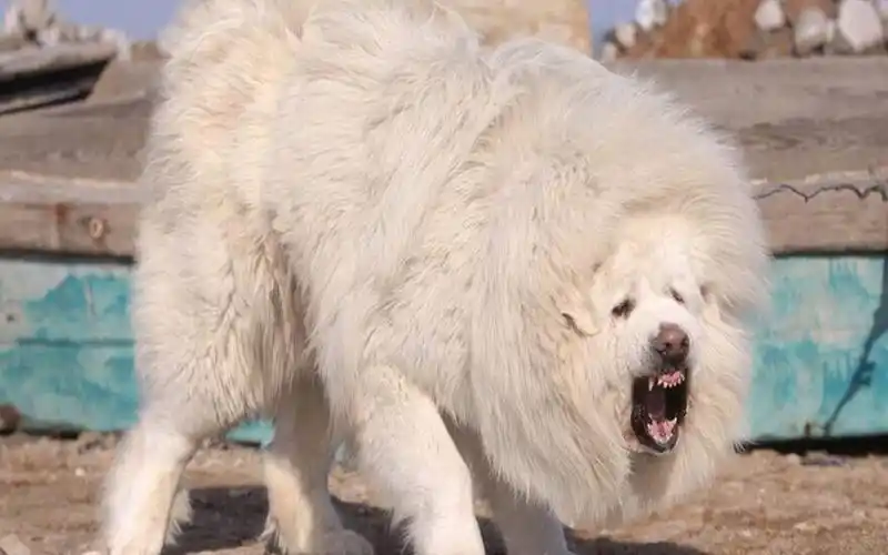白色藏獒王与野狼的生死对决谁会是最后的胜利者呢