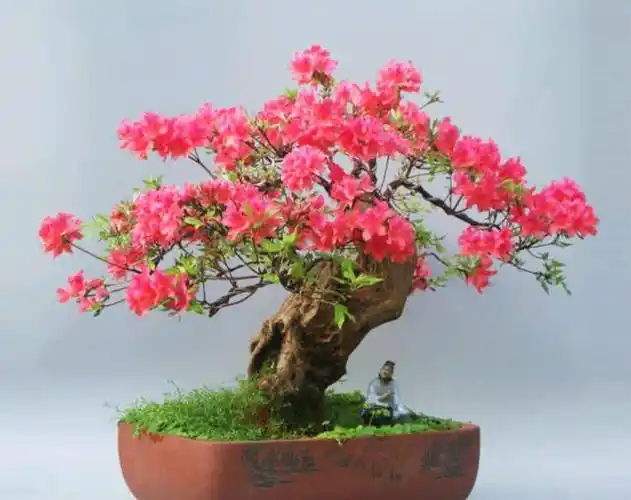 映山红老桩要想成活,栽培时要注意什么?