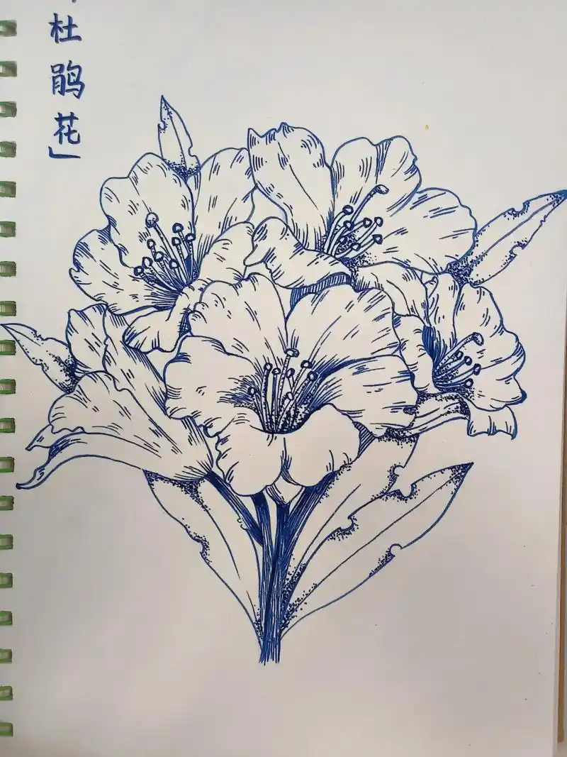 线描——杜鹃花#画画 #一起学画画 #少儿美术教育 #黑白线 - 抖音