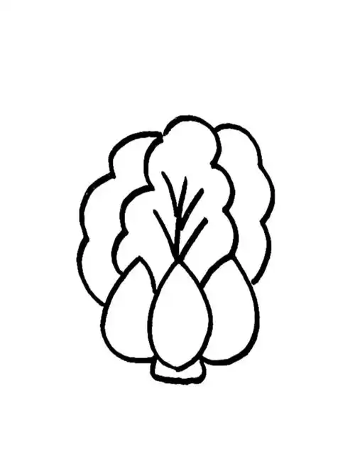 超简单的大白菜简笔画来了,快来跟我一起画