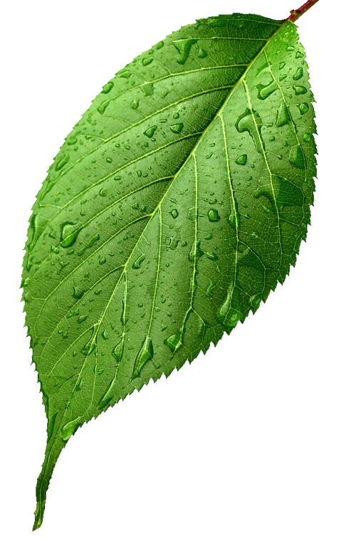 单片树叶png素材