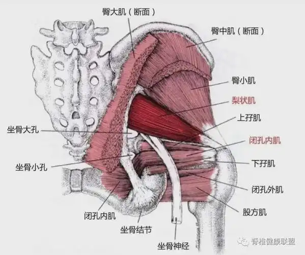 你听说过"假性坐骨神经痛"吗?|髋关节|肌肉|中肌|梨状_网易订阅