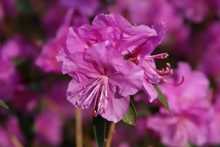 杜鹃花,又称映山红,系杜鹃花科落叶灌木.