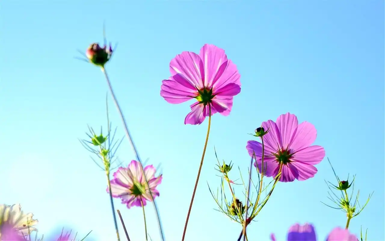 小清新静物淡雅高清桌面壁纸