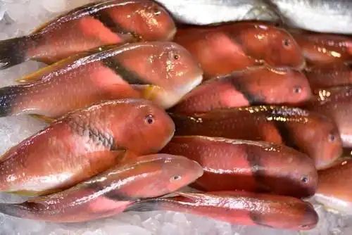 求这只红色鱼什么鱼这只红色的鱼叫什么