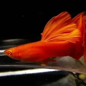 红血红美国全红白子活体热带鱼观赏鱼红鱼精纯种种鱼 血红3至4个月3对