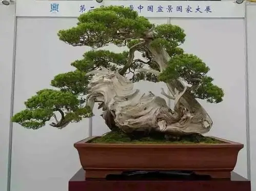 真柏 高118cm 吴明选藏品 第四届唐风盆景展一等金奖,中国盆景国家大