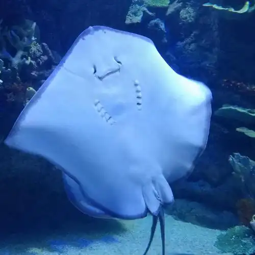 笑脸鱼也很可可