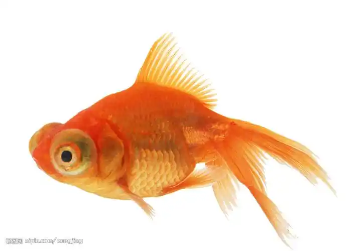 大眼金鱼图片