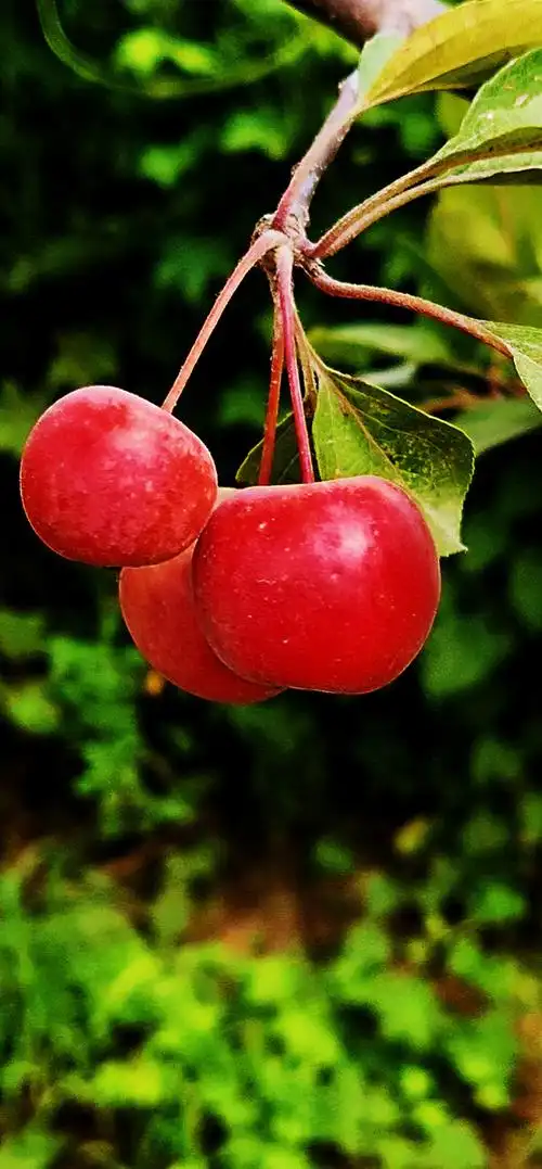 海棠果红红的果子看着好喜啊