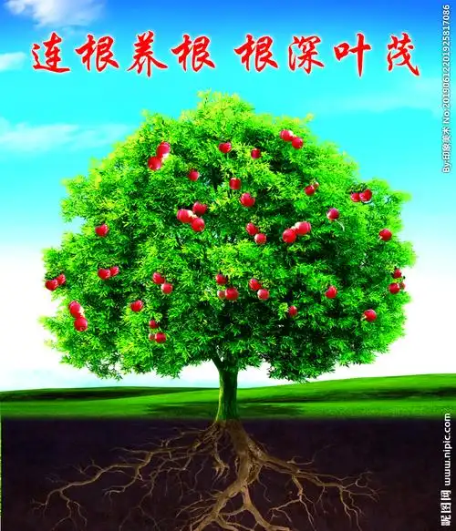 连根养根 根深叶茂图片