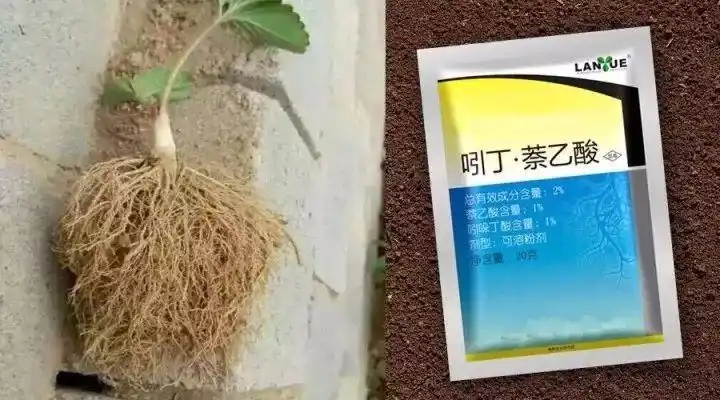 植保生根剂是什么需要哪些注意事项