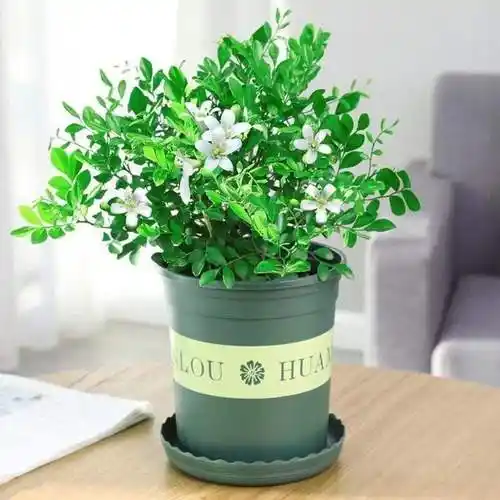 九里香什么时候开花(九里香什么时候开花,能开多久) - 123植物网