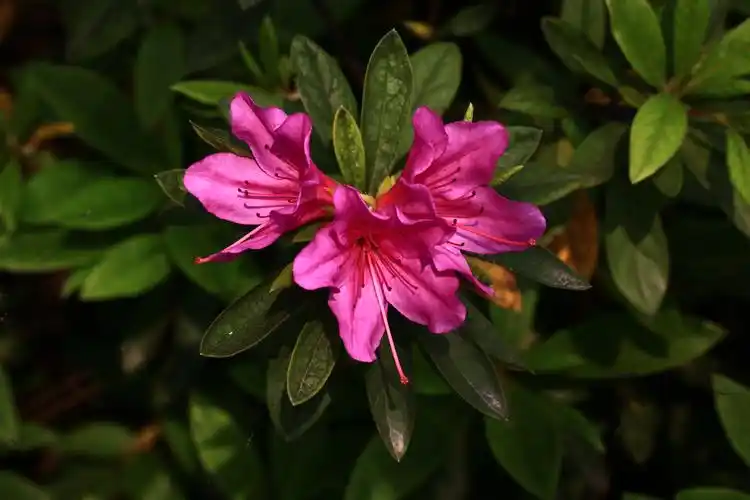 【锦绣杜鹃】杜鹃花科,杜鹃花属