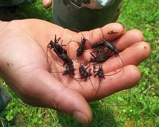 松材线虫那些事儿