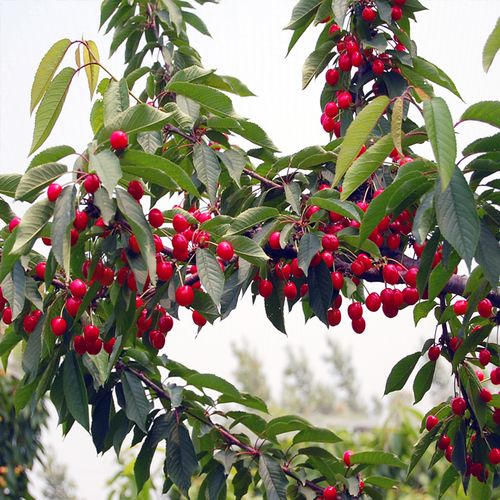 树苗车厘子樱桃树南方北方种植特大樱桃果树矮化果树