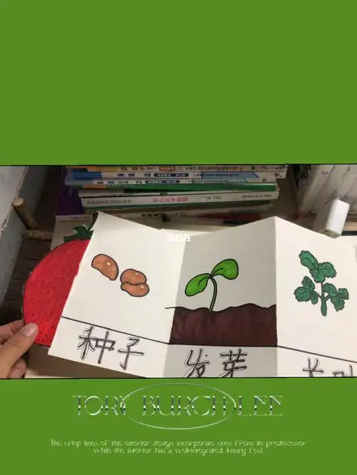 草莓的生长过程绘画创意美术课