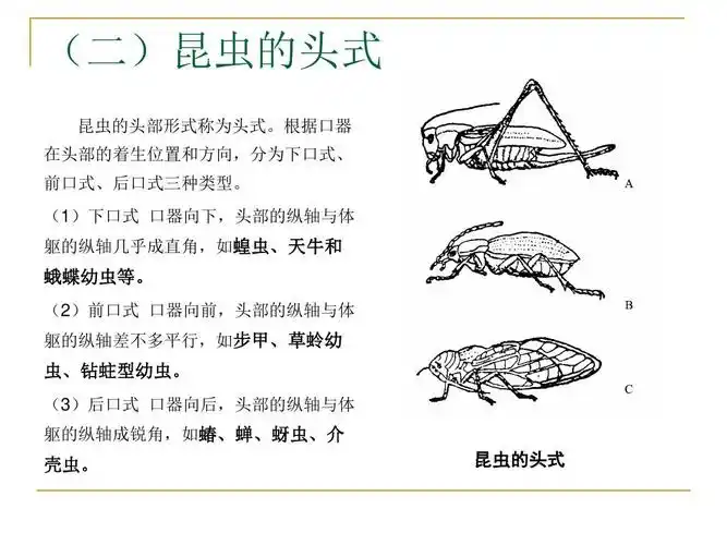 工作任务1-1昆虫形态特征识别2ppt