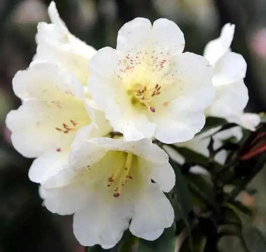 大白杜鹃(杜鹃花科杜鹃属常绿灌木)_石塘网