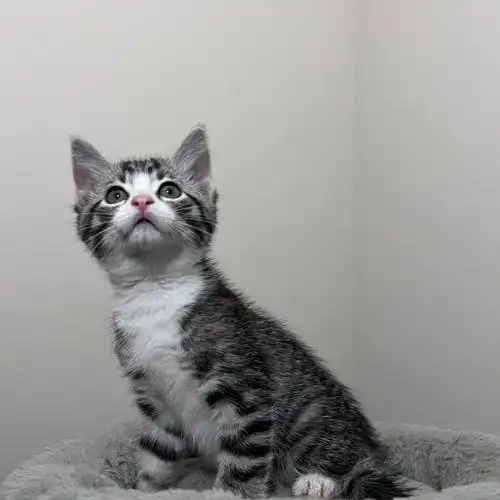 美短起司 弟弟96是黑白灰配色哦· 生日2022/05/30· 650 可适当