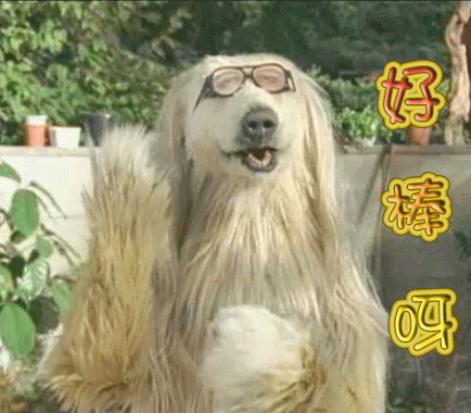 狗赞好棒啊gif动图_动态图_表情包下载_soogif